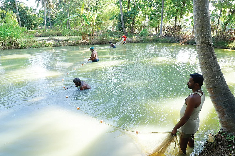 மீன் அறுவடையில்