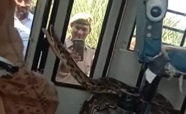சீட்டுக்கு அடியில் பாம்பு