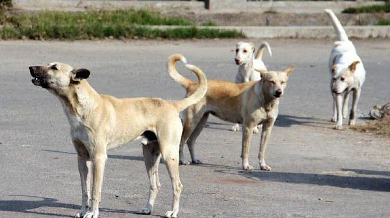 6 மாத நாய்க்குட்டியை பாலியல் வன்கொடுமை செய்த உணவு டெலிவரி ஊழியர்! - மும்பையில் அதிர்ச்சி