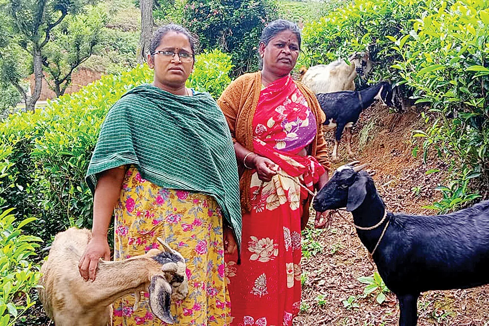 காட்டுமாடு தாக்கி உயிரிழந்த தி.மு.க நிர்வாகி... எதிர்க்கோஷ்டி என்பதால் கைவிட்டாரா அமைச்சர்?