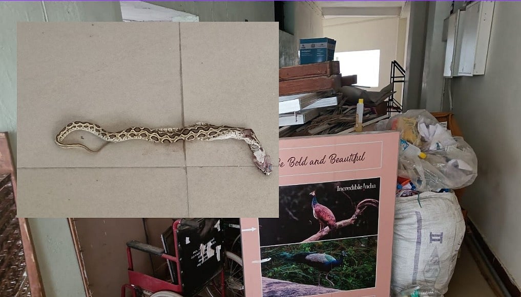 கலெக்டர் அலுவலகத்துக்குள் புகுந்த கண்ணாடி விரியன் பாம்பு; அலறிய மக்கள்... அடித்துக் கொன்ற ஊழியர்கள்!