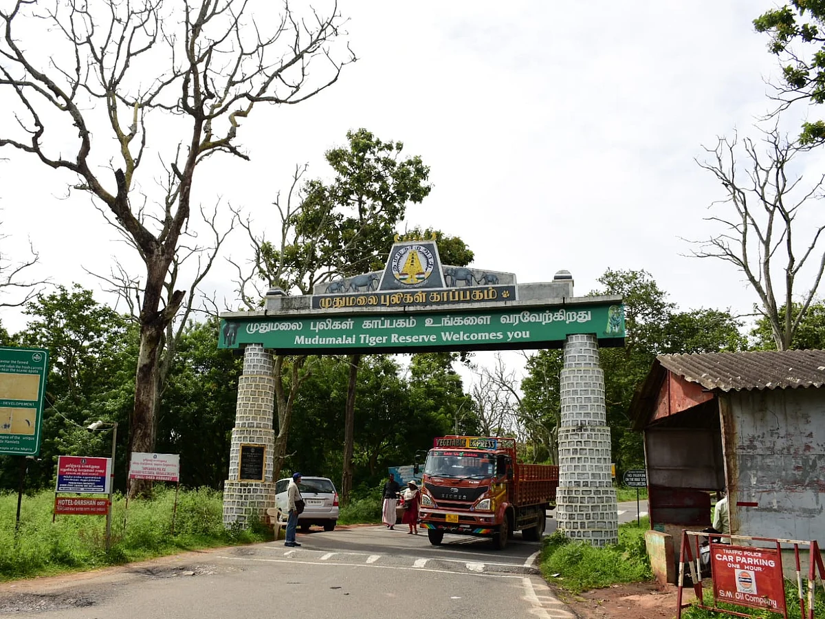 கேரளாவில் பறவைக் காய்ச்சல்... நீலகிரி மாவட்ட எல்லையில் சோதனை தீவிரம் தீவிரம்!