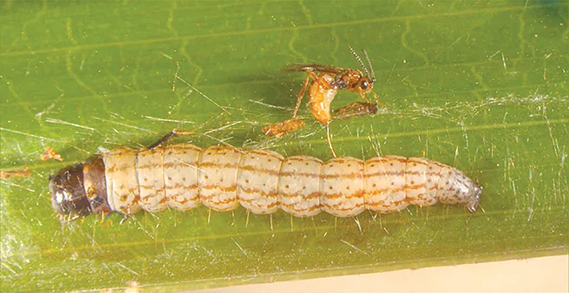 பூச்சி வளர்ப்பு