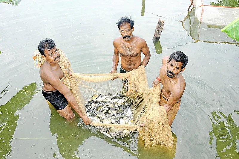 மீன் வளர்ப்பு