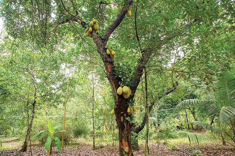 பண்ணையில் பலா மரம்