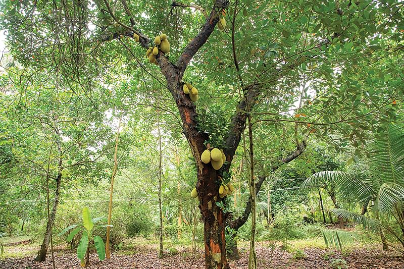 பண்ணையில் பலா மரம்
