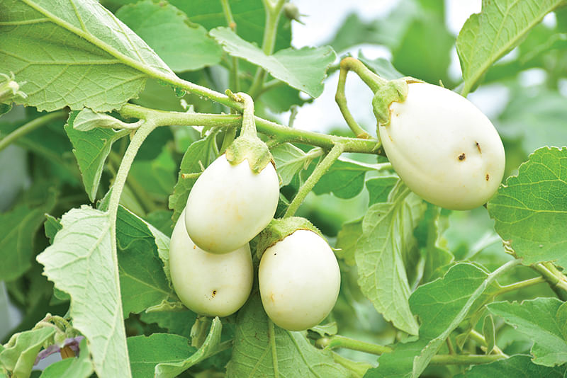 கத்திரிக்காய்