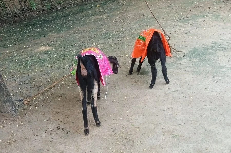 ஆடு