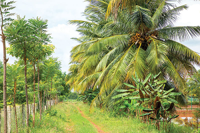 பண்ணையில்