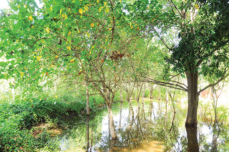விவசாய நிலங்களில் வளரும் மரங்கள்