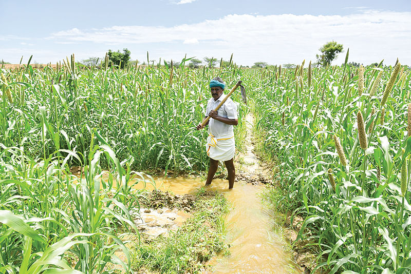 ராமநாதபுரம் மாவட்டத்தில் விவசாயம்
