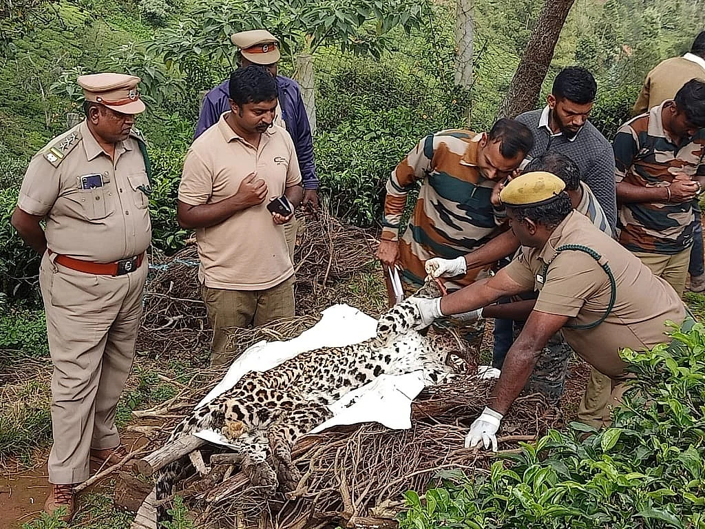 கோத்தகிரியில் மர்மமான முறையில் இறந்து கிடந்த சிறுத்தை; விசாரணையில் வனத்துறை!