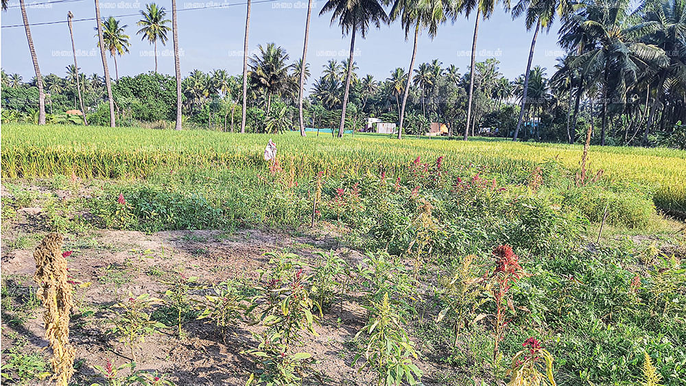 கீரை சாகுபடி வயல்