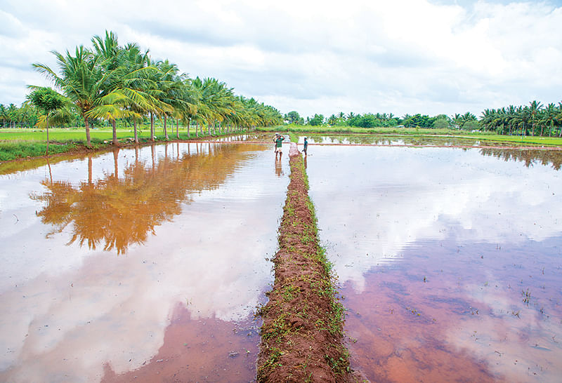 நடவுக்குத் தயாராக வயல்