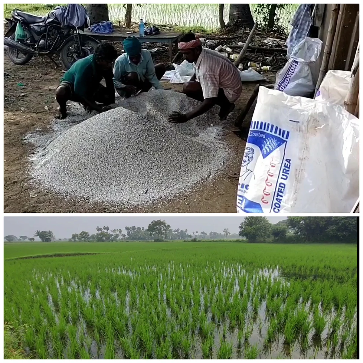 உரம் தட்டுப்பாடு