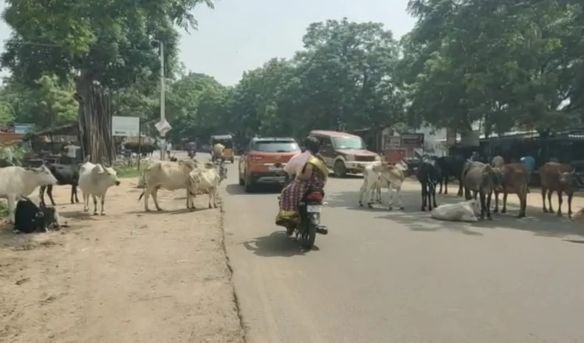 மாடுகள்