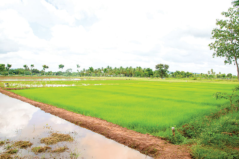 நடவுக்குத் தயாராக வயலும் நாற்றுகளும்