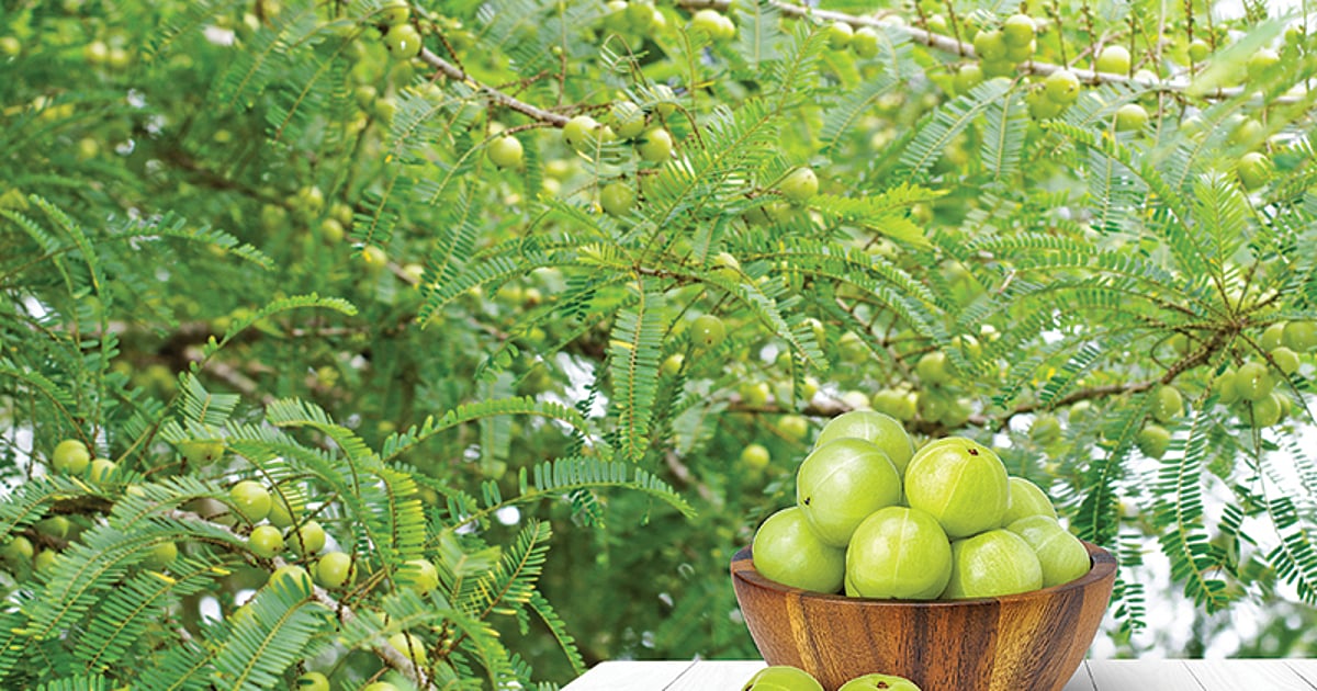 Doctor Vikatan: நெல்லிக்காய் ஜூஸ் கொடுத்தால் சளி பிடிப்பதேன்? | Is drinking amla juice the reason for getting cold? - Vikatan