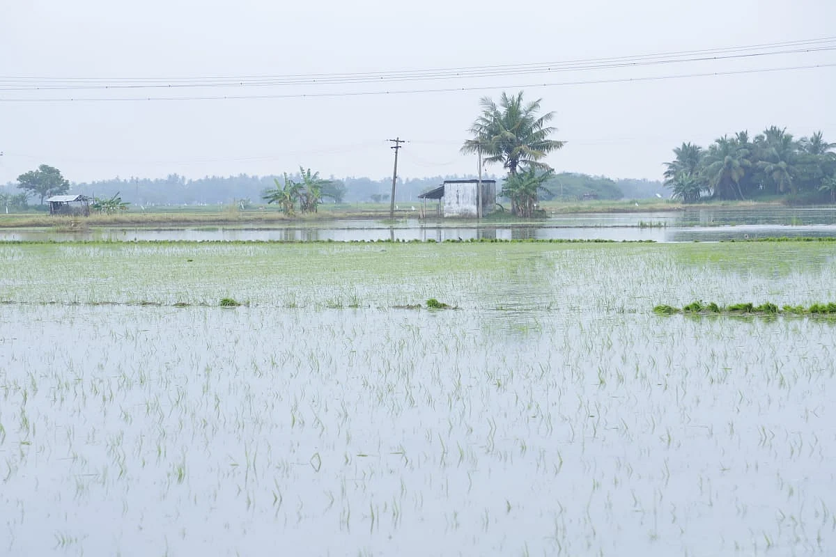 மழை நீரில் மூழ்கிய நெற்பயிர்
