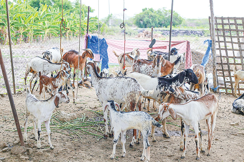 கொட்டகையில் ஆடுகள்
