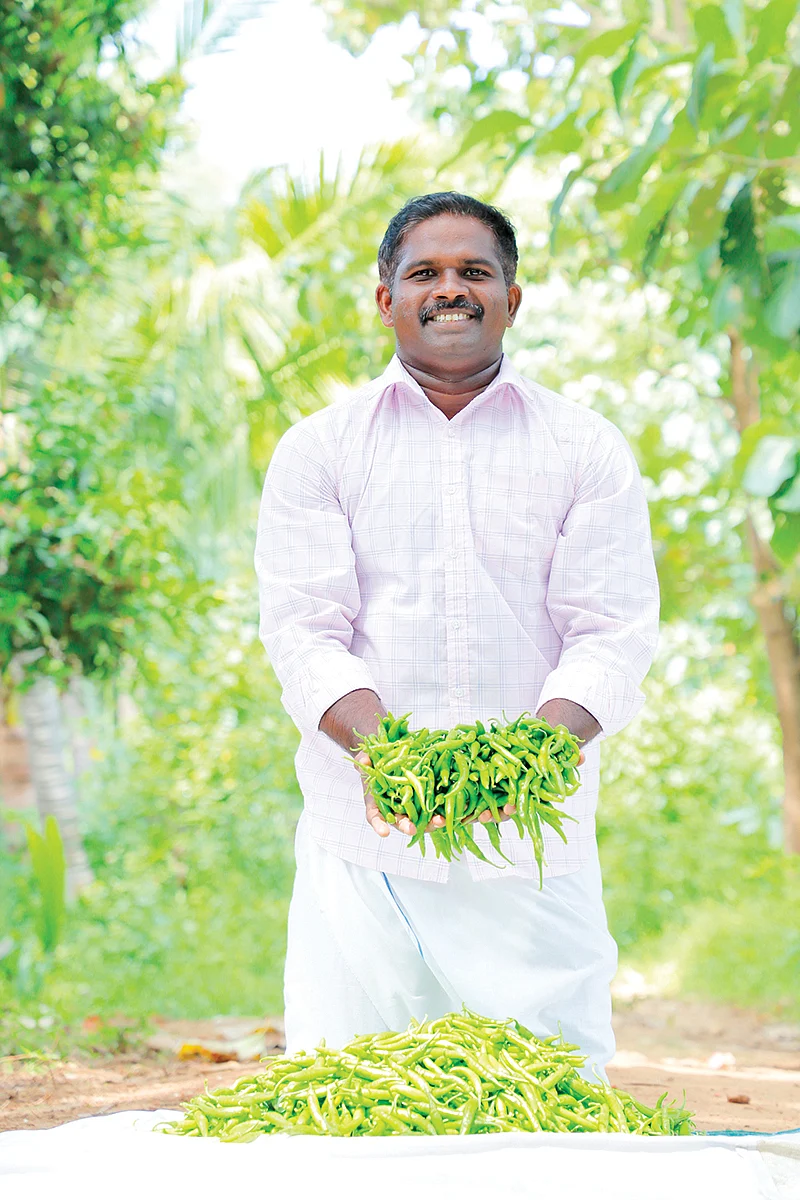 பச்சை மிளகாய்