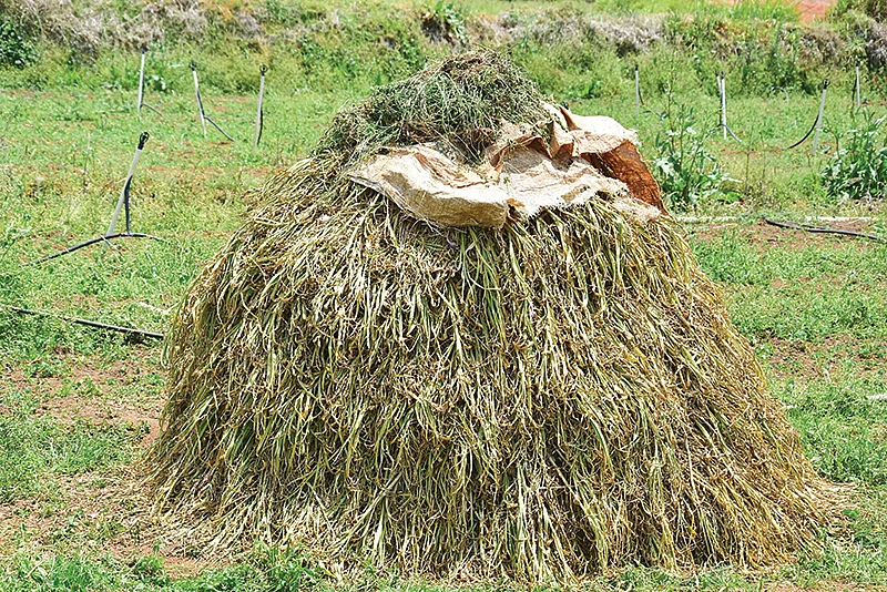 மலைப்பூண்டு