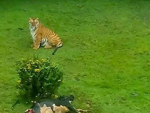 பசுவை வேட்டையாடிய புலி! தீவிர கண்காணிப்பில் நீலகிரி வனத்துறை!