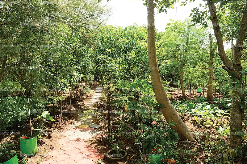 பண்ணையில் வளரும் மரங்கள்