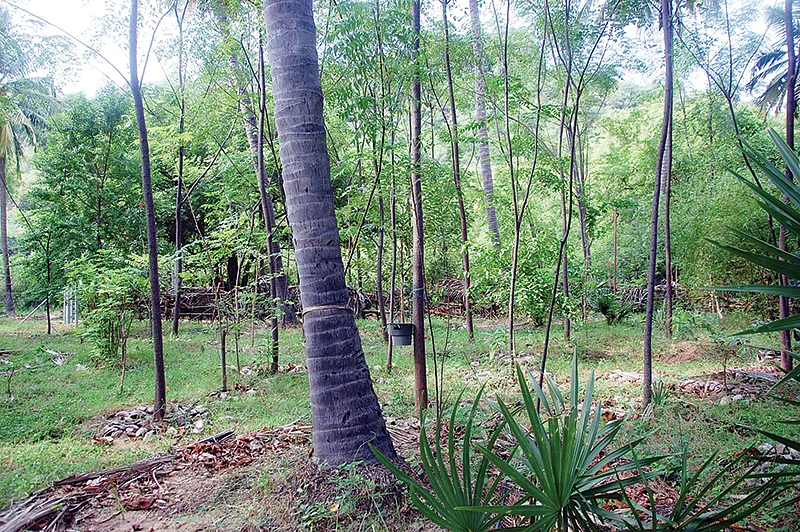 மரப்பயிர்கள்