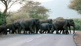சாலையைக் கடக்கும் யானைக்கூட்டம்