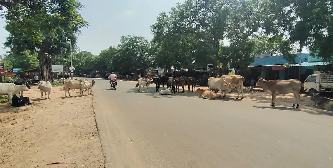 மாடுகள்