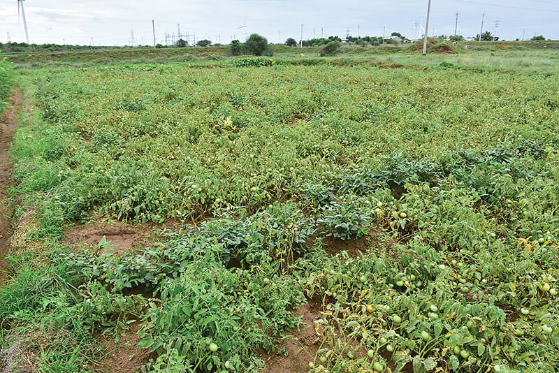 தக்காளி சாகுபடி வயல்