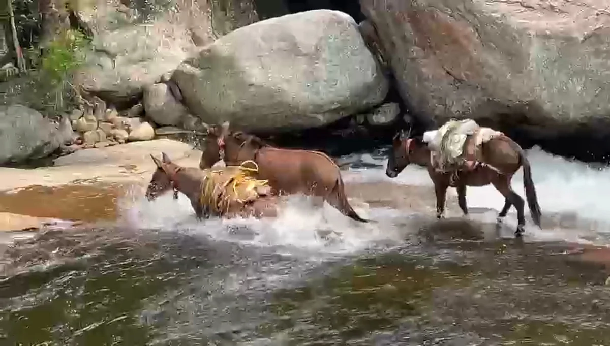 ஓடை
