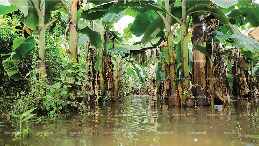 தண்ணீரில் மூழ்கிய வாழைத்தோப்பு