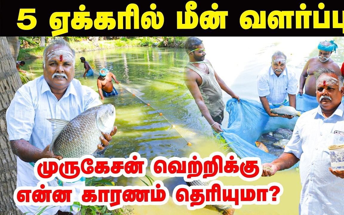 5 ஏக்கரில் மீன் வளர்ப்பு...
முருகேசன் லாபம் ஈட்டியது எப்படி தெரியுமா?