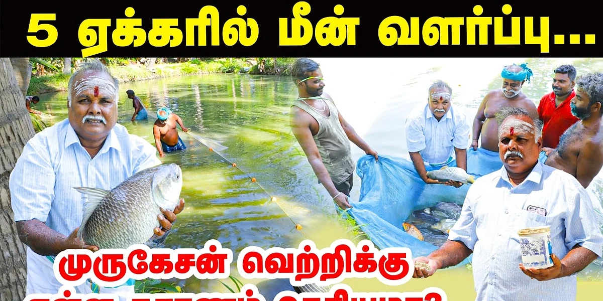மீன் வளர்ப்பு