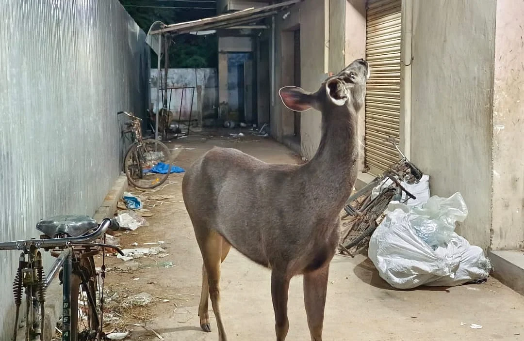 தூத்துக்குடி: ஊருக்குள் புகுந்த மிளா உயிரிழப்பு; மீட்புப்பணியில் வனத்துறையின் அலட்சியம்தான் காரணமா?