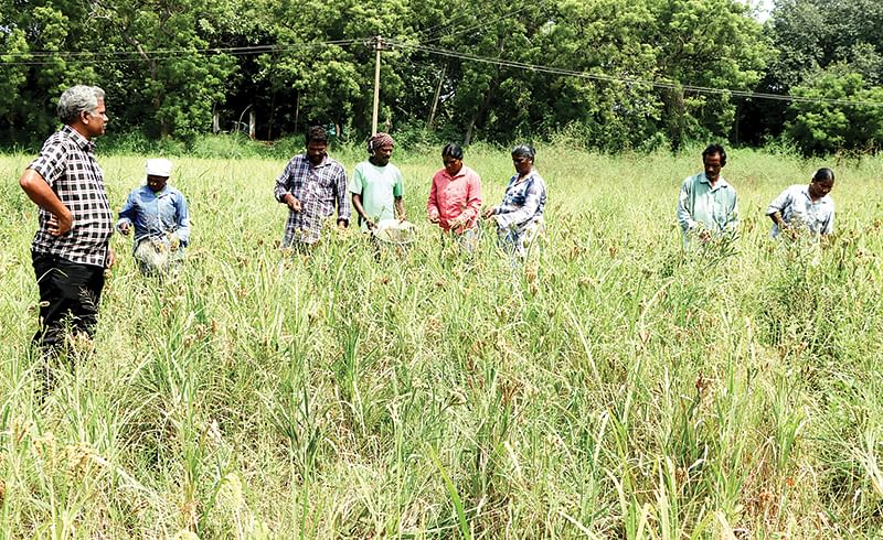 கேழ்வரகு வயலில்