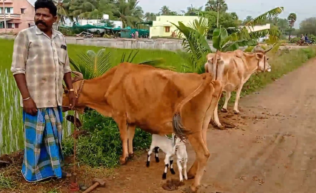 ஆட்டுக்குட்டிகளுக்கு பால் கொடுக்கும் பசு