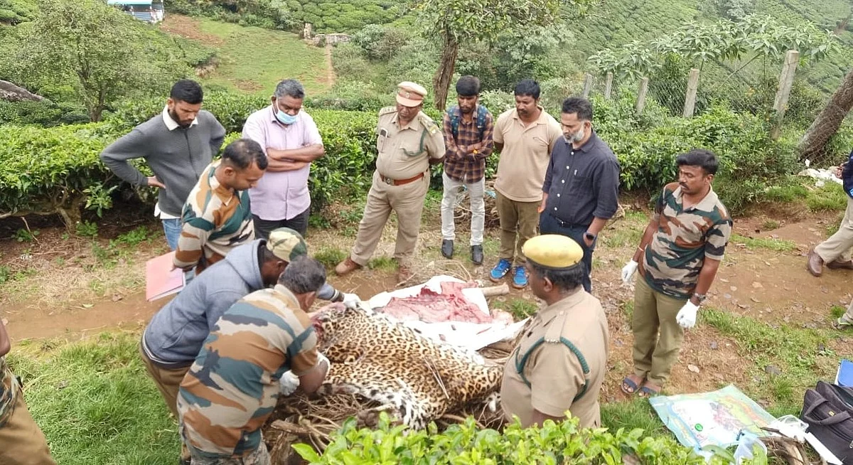 இறந்து கிடந்த சிறுத்தை
