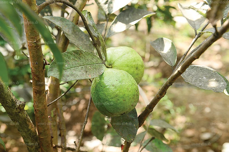 எலுமிச்சை