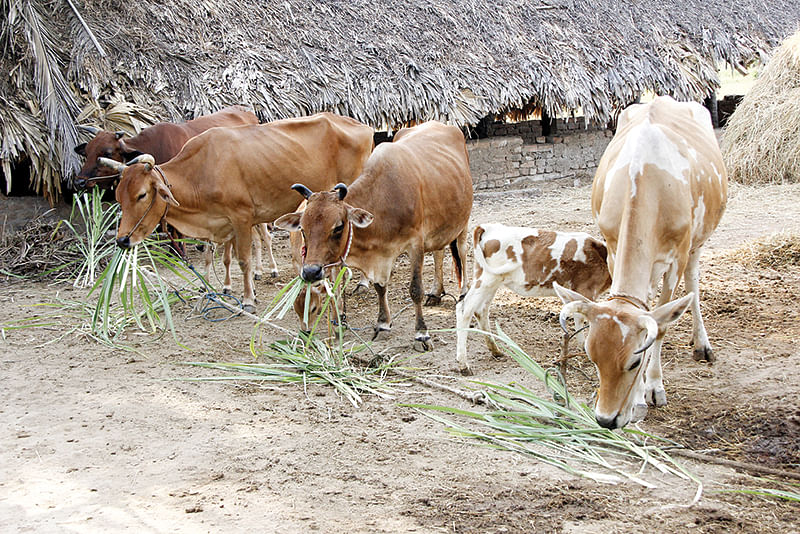 மாடுகள்