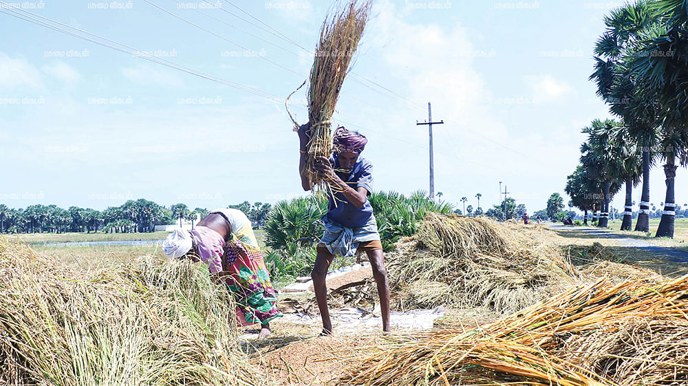 ராமநாதபுரம் மாவட்டத்தில் விவசாயம்