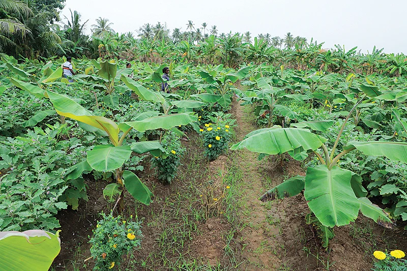வாழையில் ஊடுபயிர்கள்