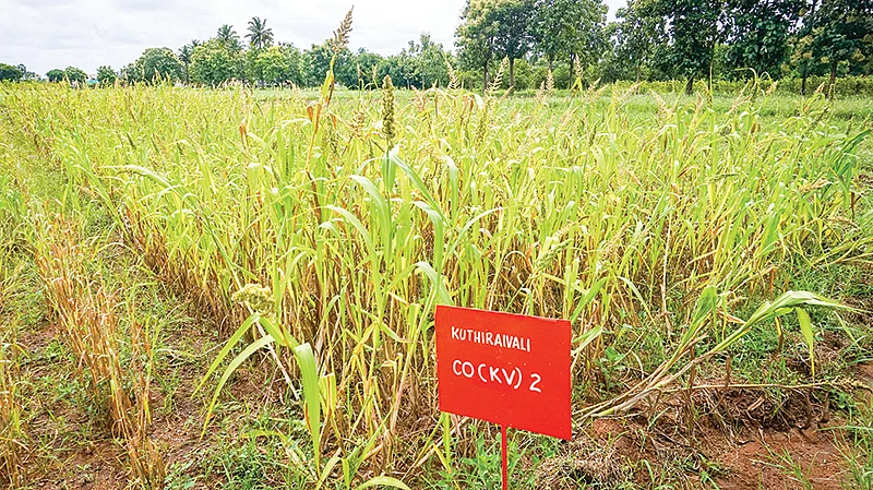 திண்டிவனம் எண்ணெய் வித்து ஆராய்ச்சி நிலையத்தில்