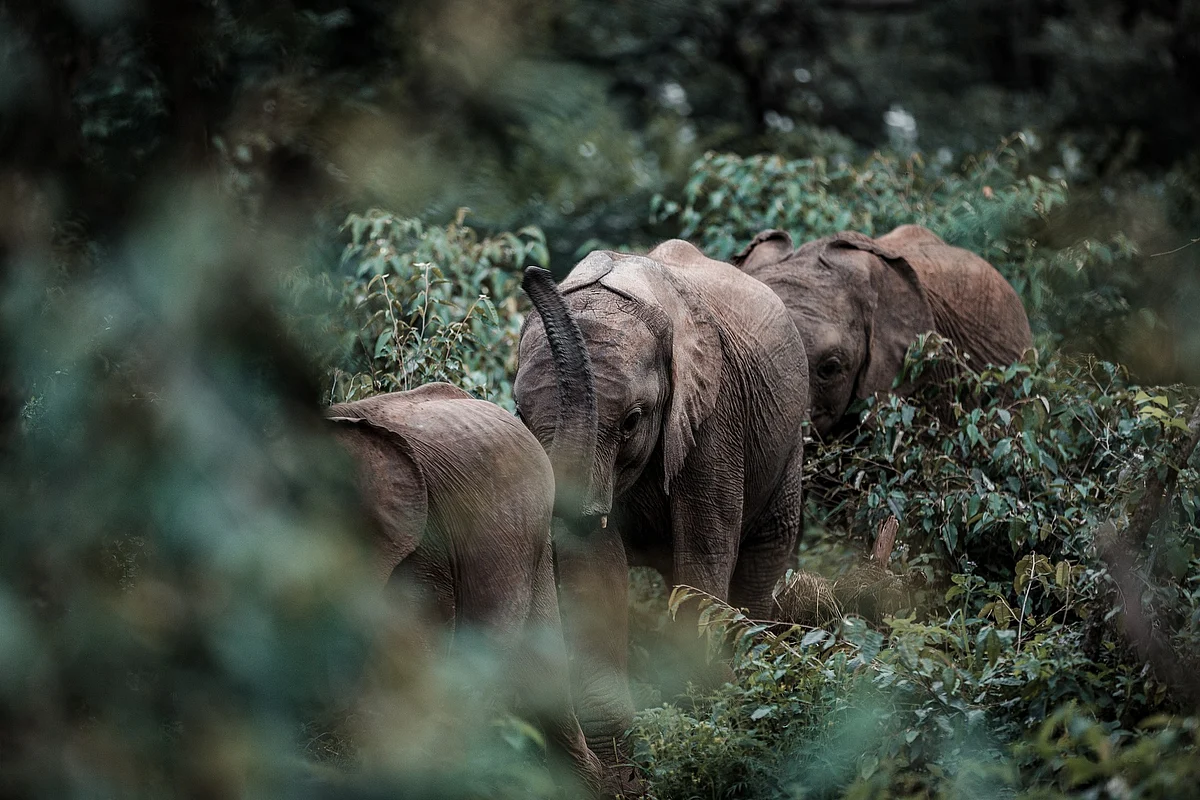 elephants (representational image)