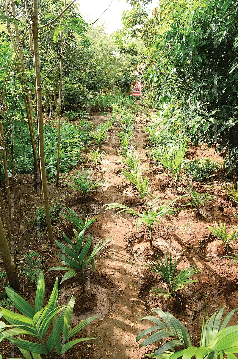பண்ணையில் வளரும் மரங்கள்
