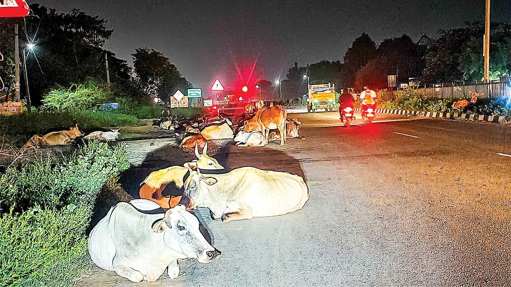 சாலையில் மாடுகள்
