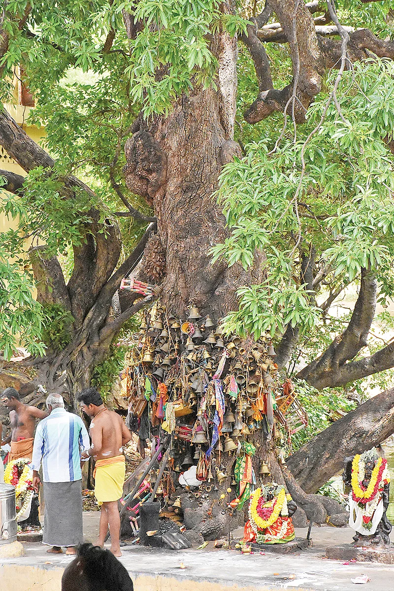 மணி விழுங்கி மரம்!