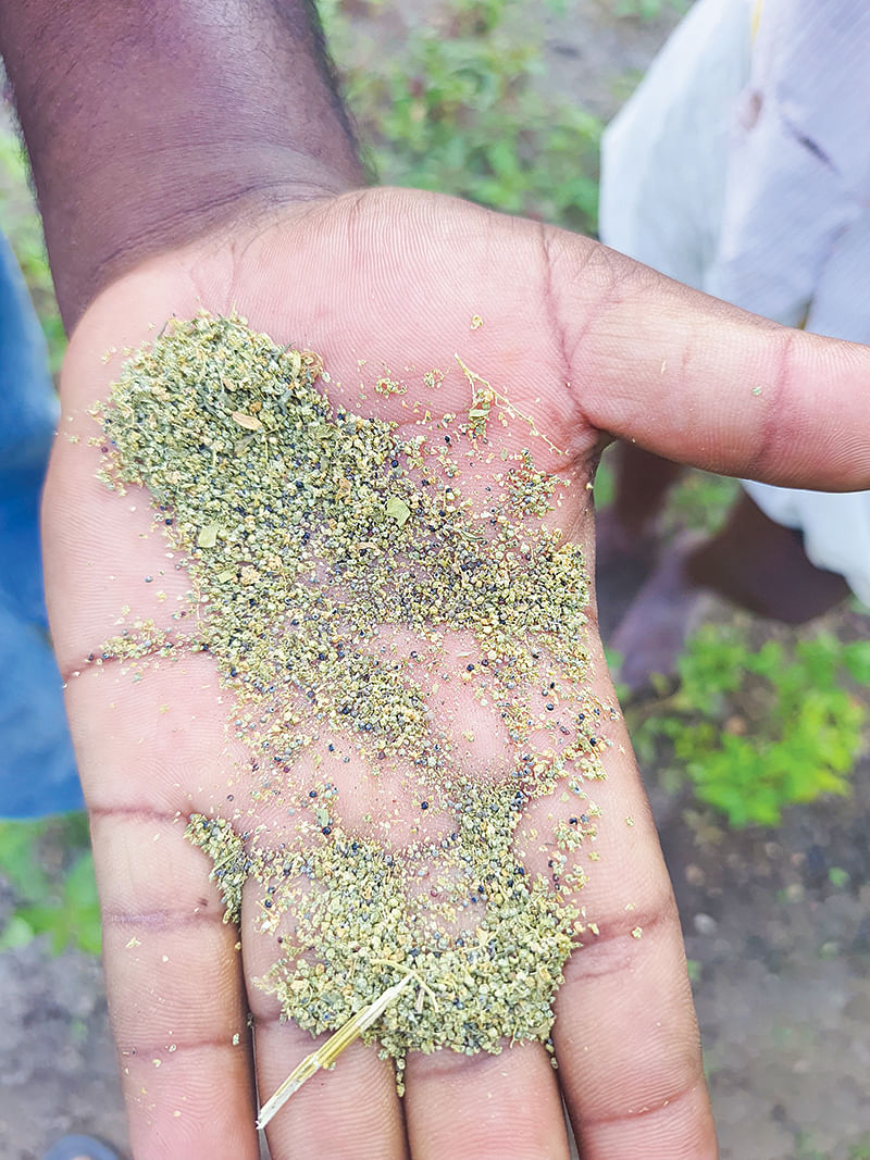 கீரை விதைகள்